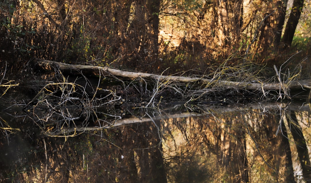 brown tree branch on water