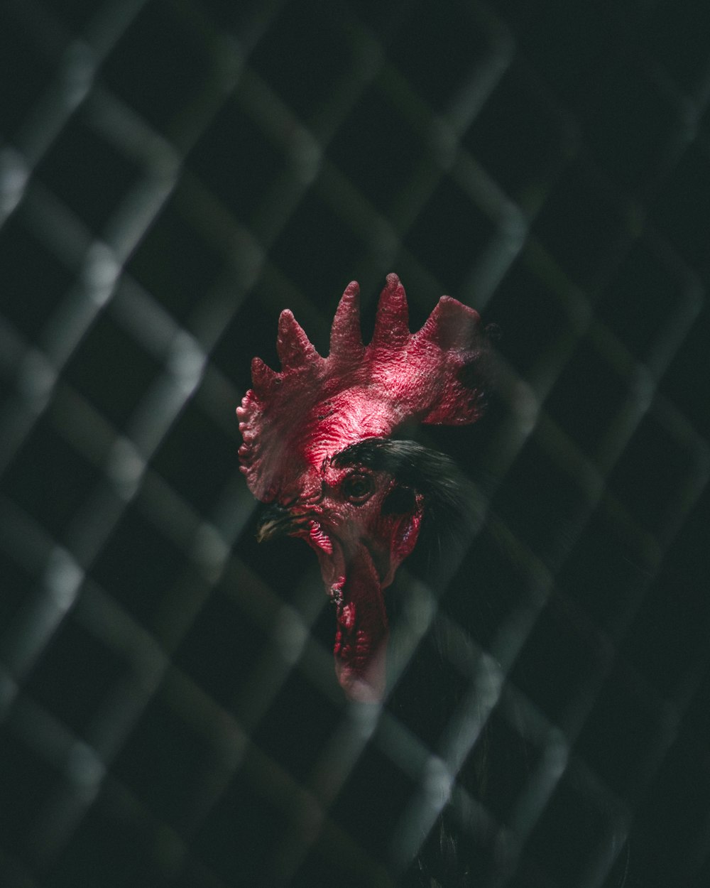 red maple leaf on black metal fence