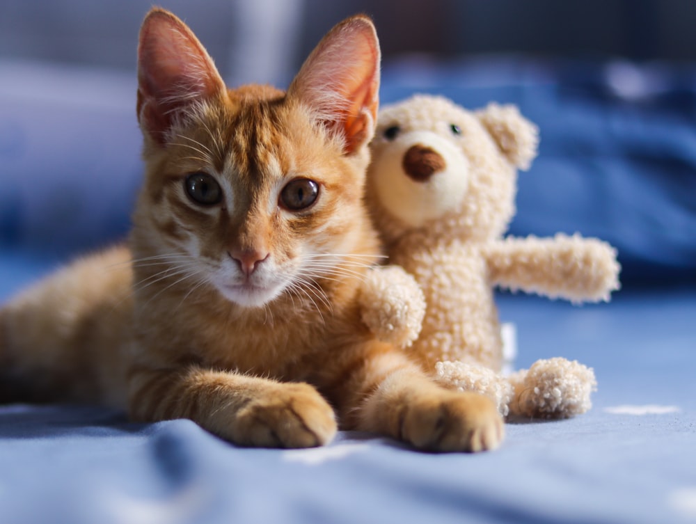 orange tabby cat on blue textile