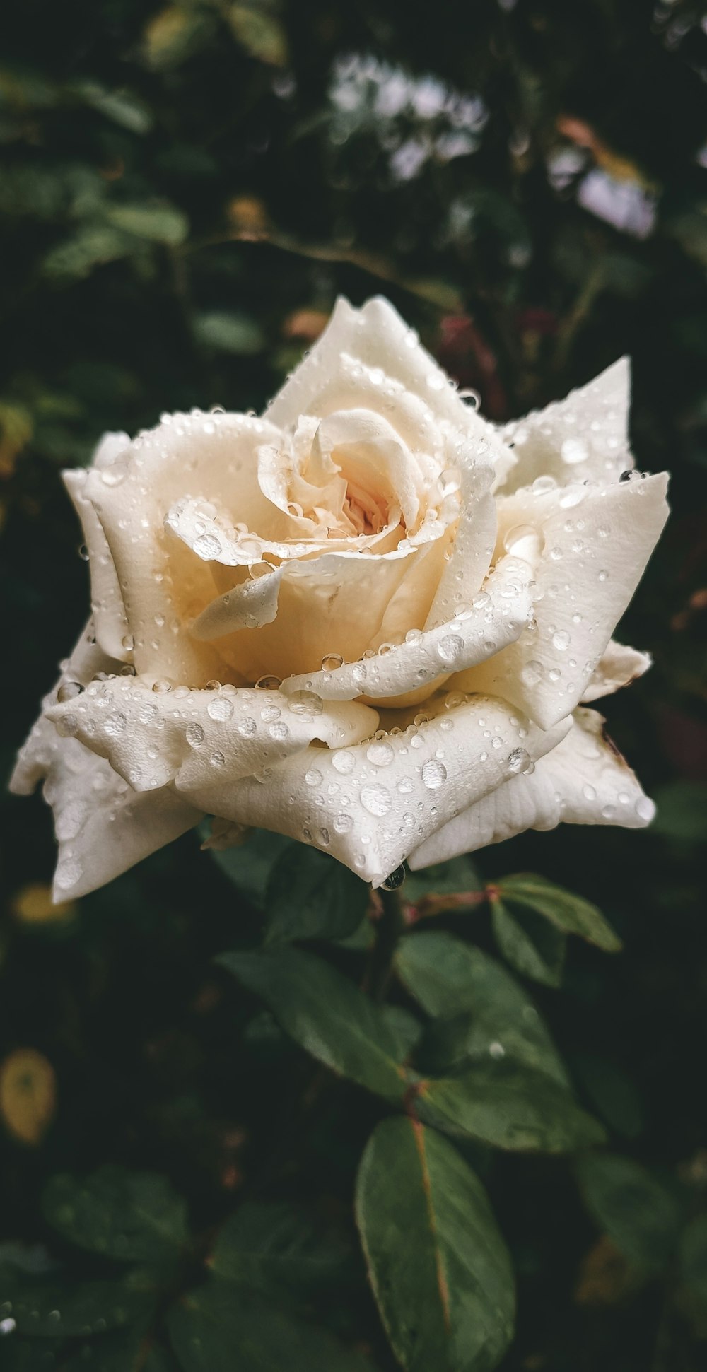rosa branca com gotículas de água
