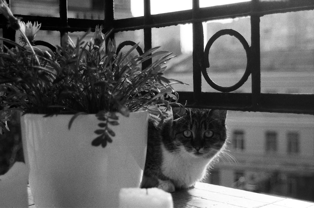 grayscale photo of cat on window