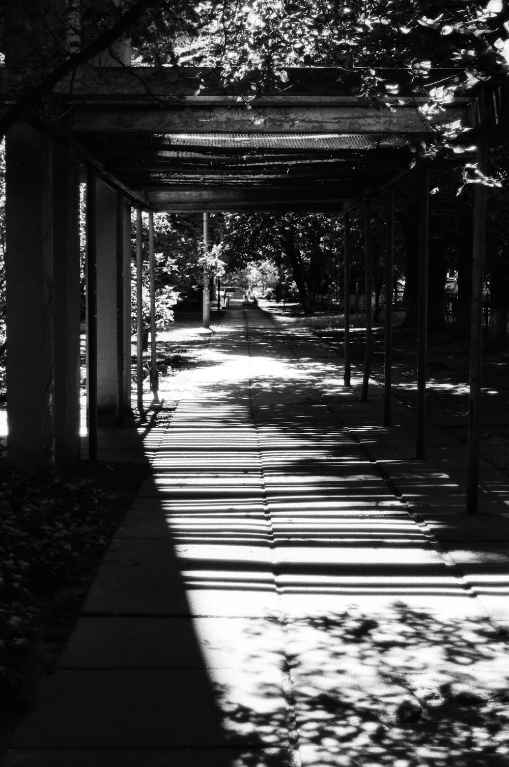 grayscale photo of pathway between trees