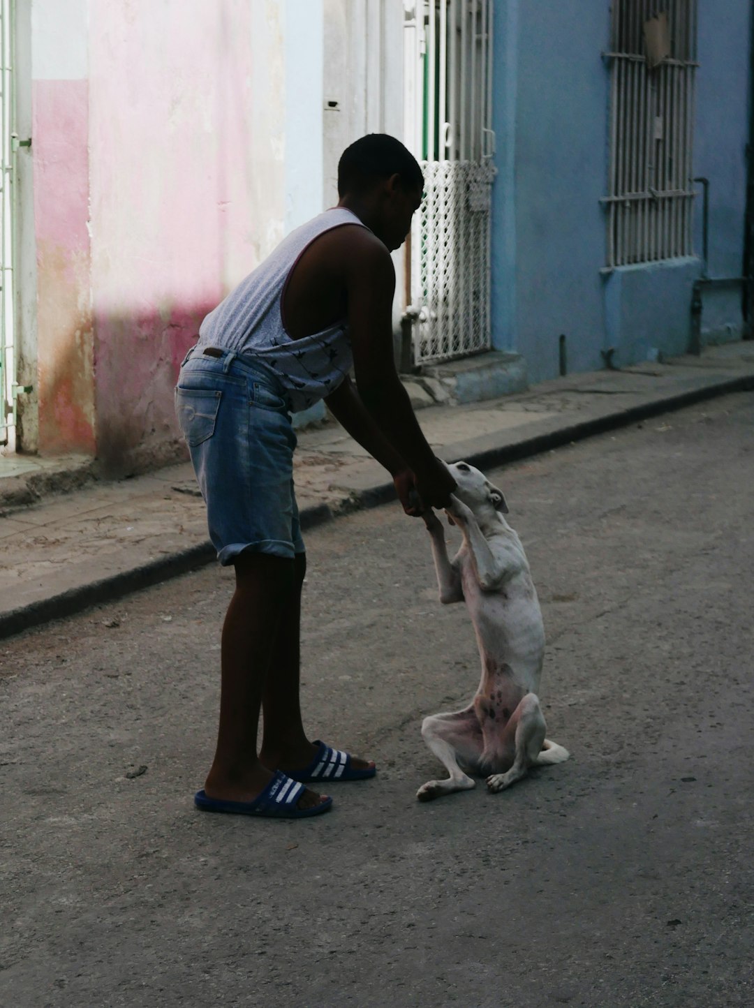 man in white t-shirt and blue denim shorts walking with white short coat small dog