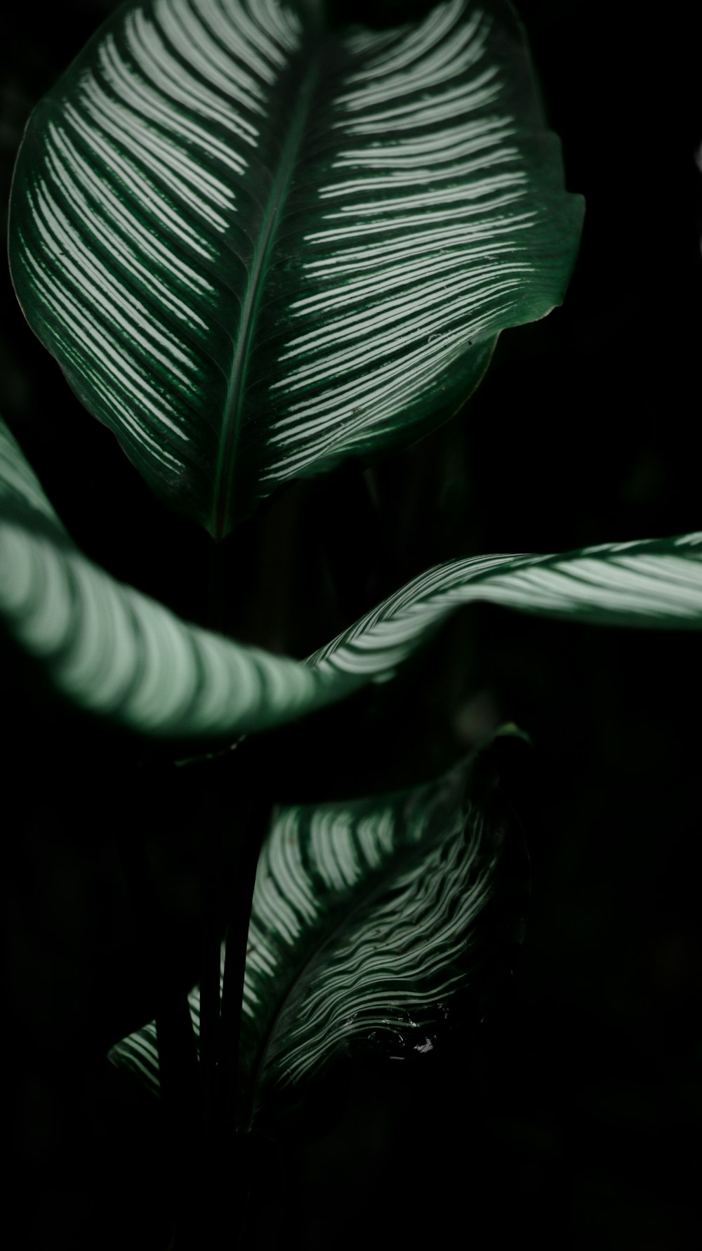 grayscale photo of green leaf