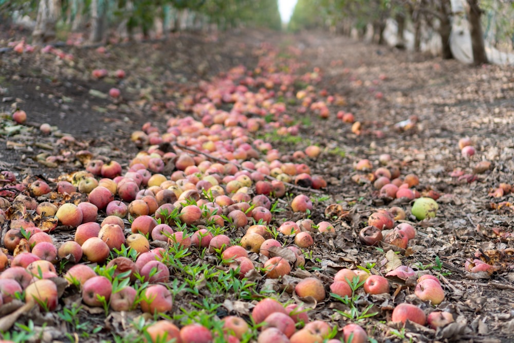 frutos redondos vermelhos e amarelos no solo durante o dia