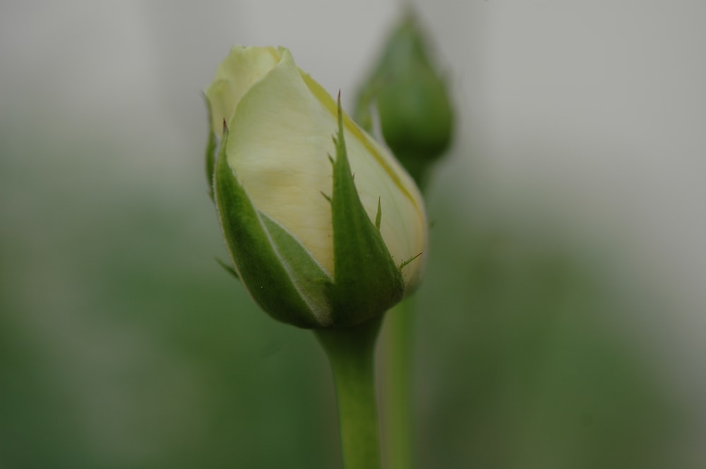 Bouton de fleur vert en photographie rapprochée