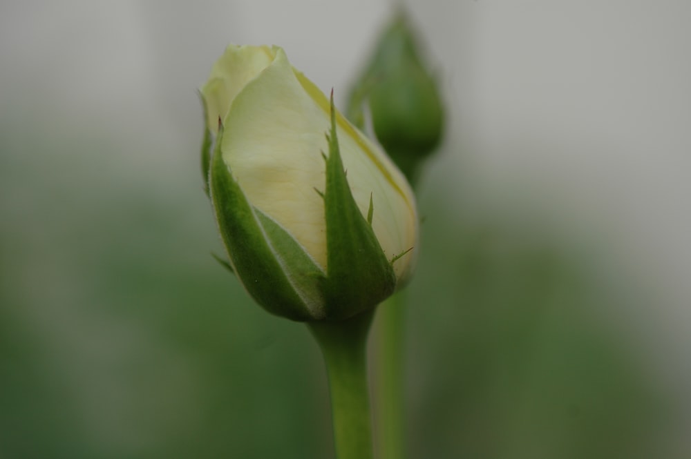 green flower bud in close up photography