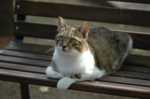 brown and white tabby cat on brown wooden table