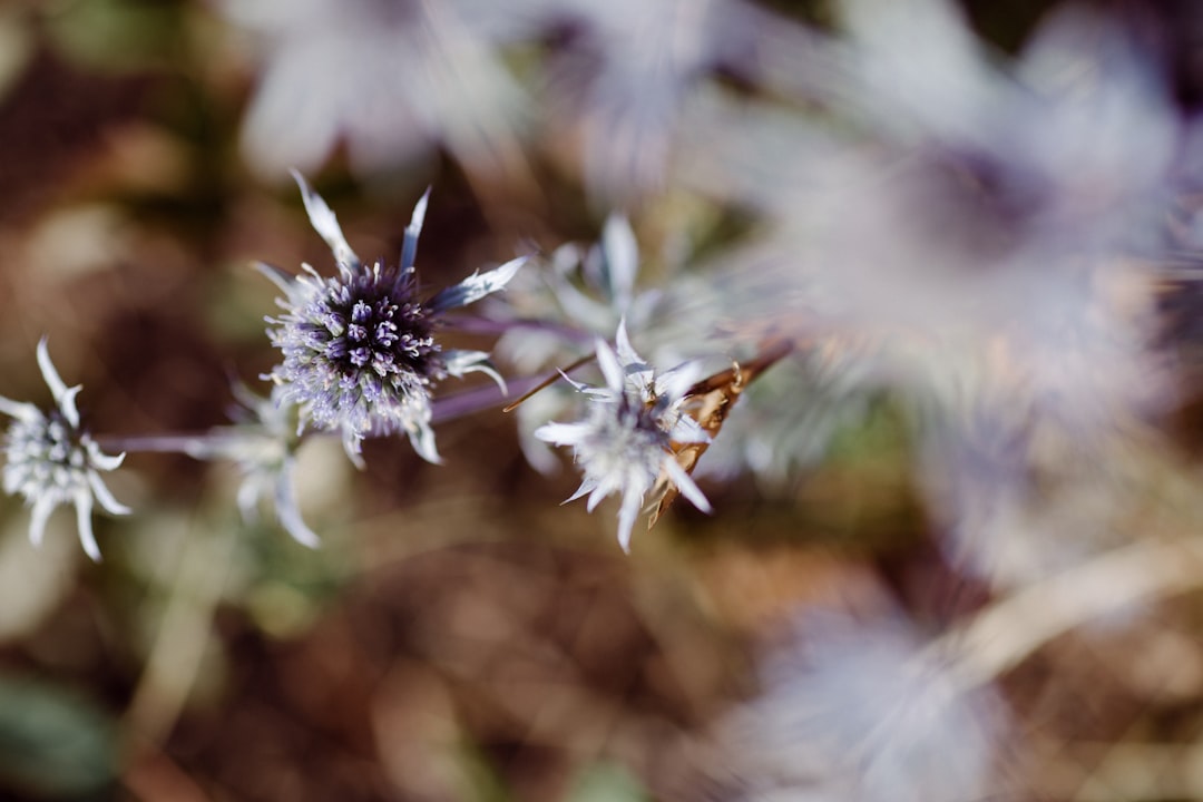 white and brown flower in tilt shift lens