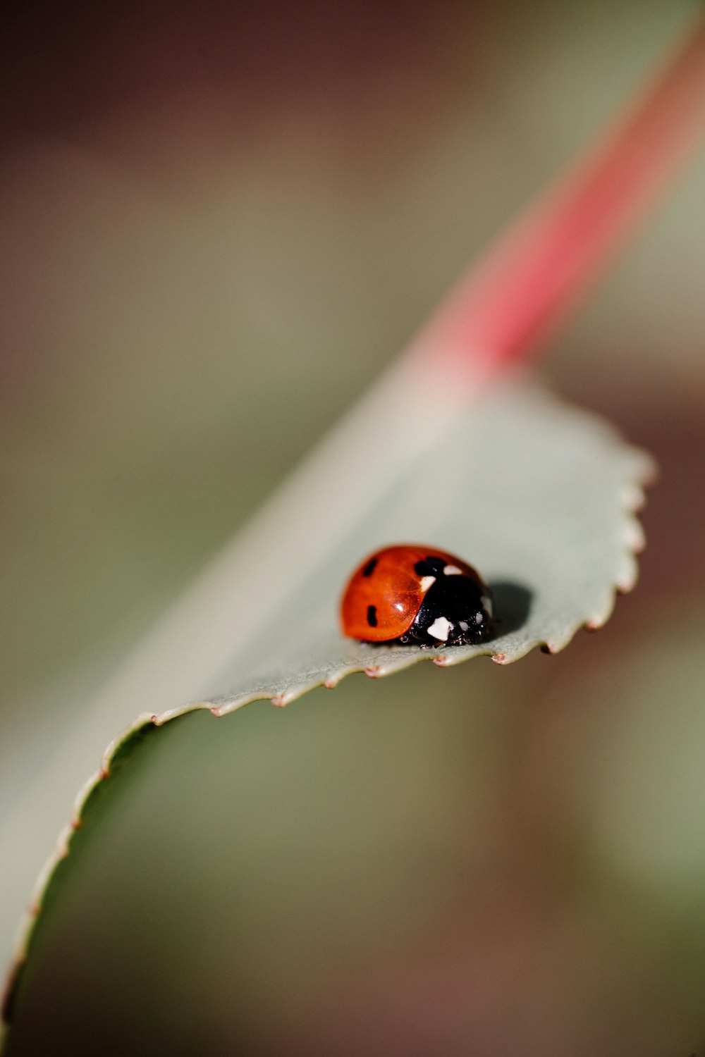 red ladybug on white leaf in close up photography during daytime
