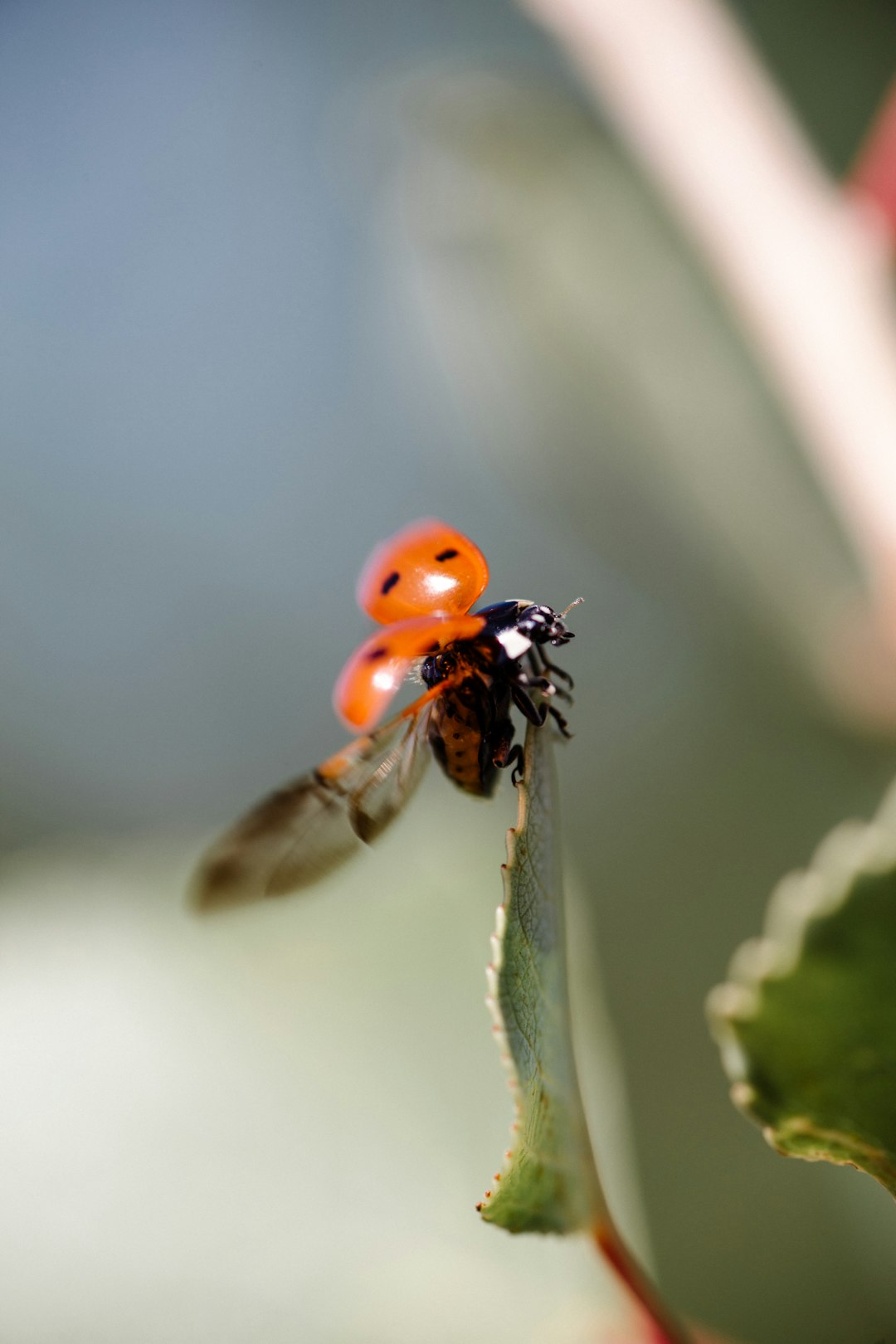 red ladybug perched on green leaf in close up photography during daytime