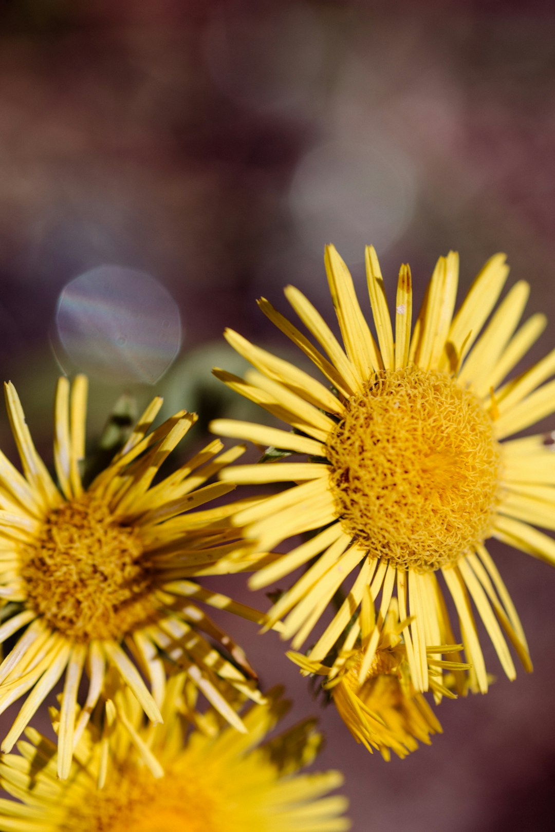 yellow daisy in close up photography