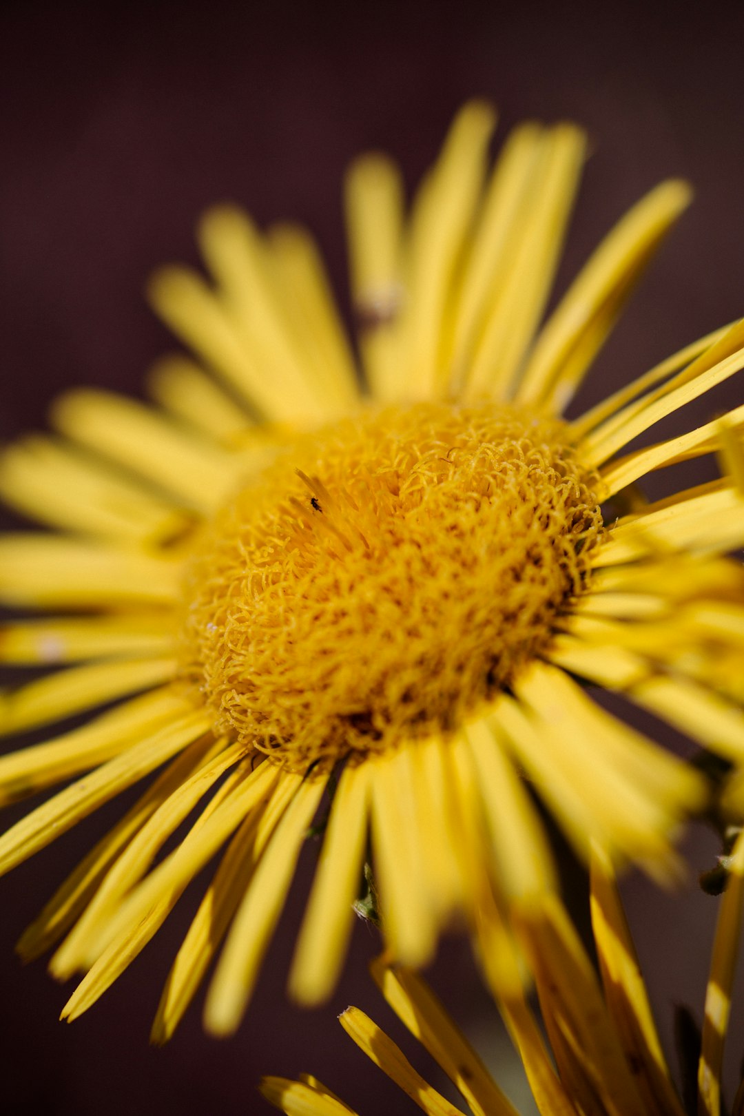 yellow daisy in bloom close up photo