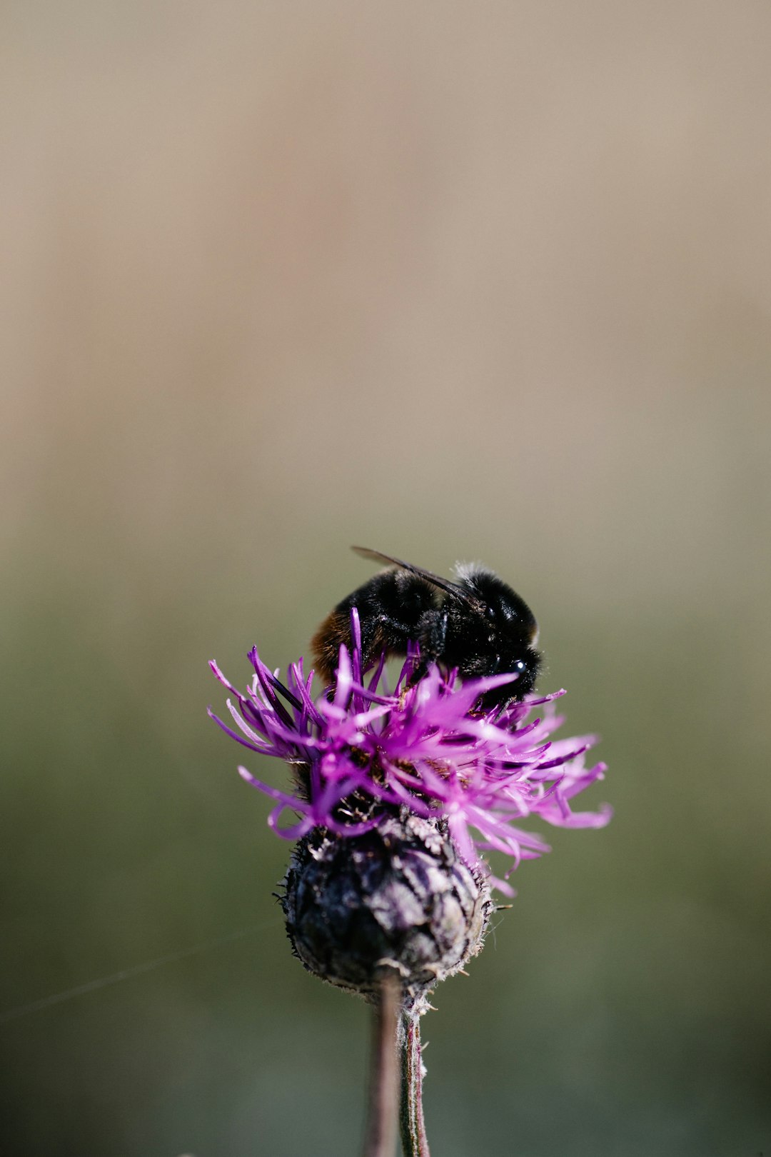 black and yellow bee on purple flower