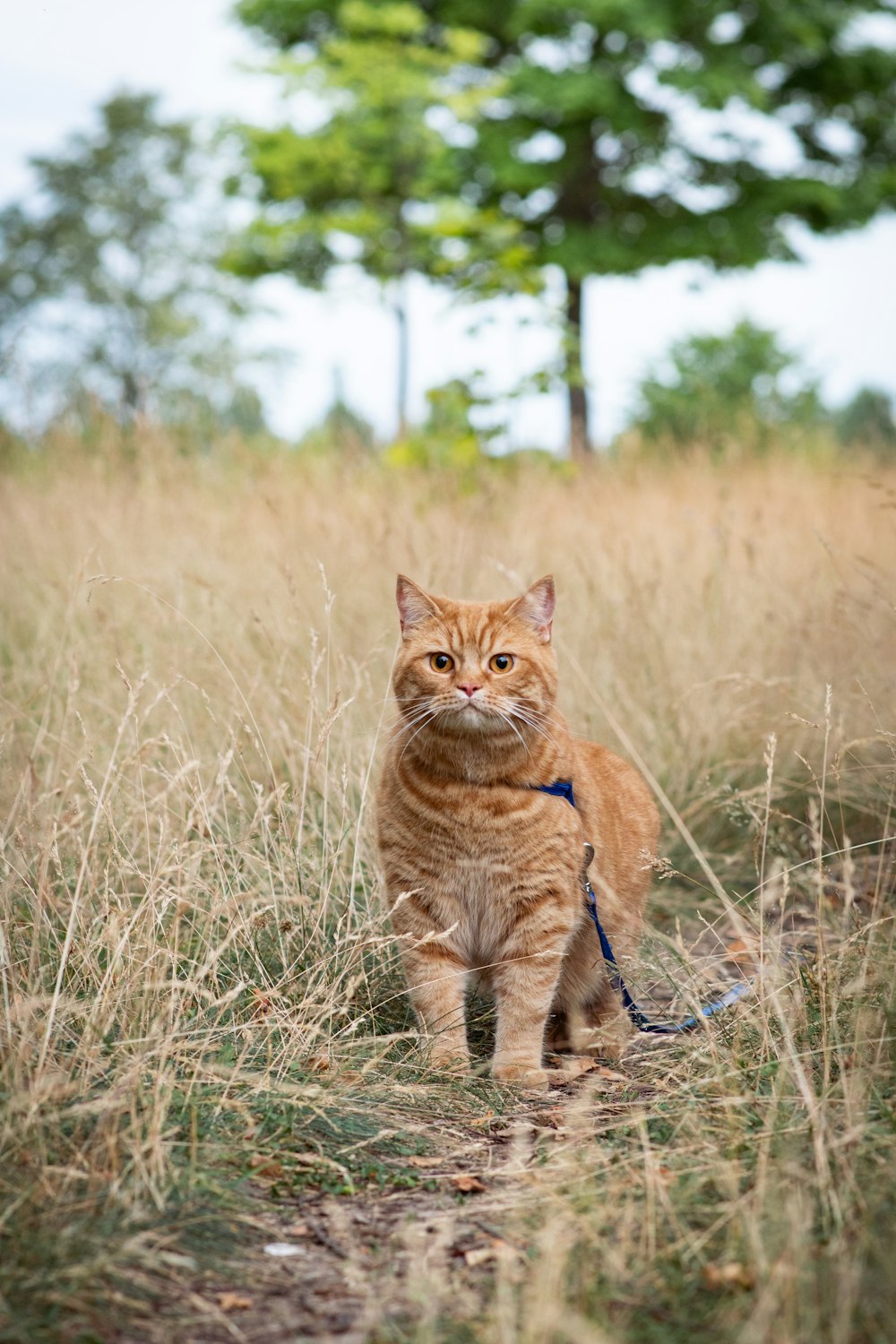 orange tabby cat on brown grass field during daytime