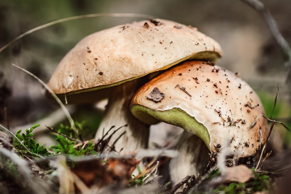 brown mushroom in close up photography