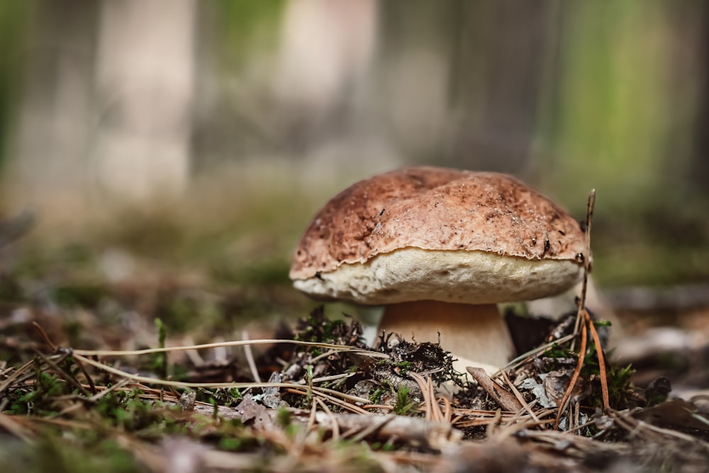 brown mushroom on brown soil