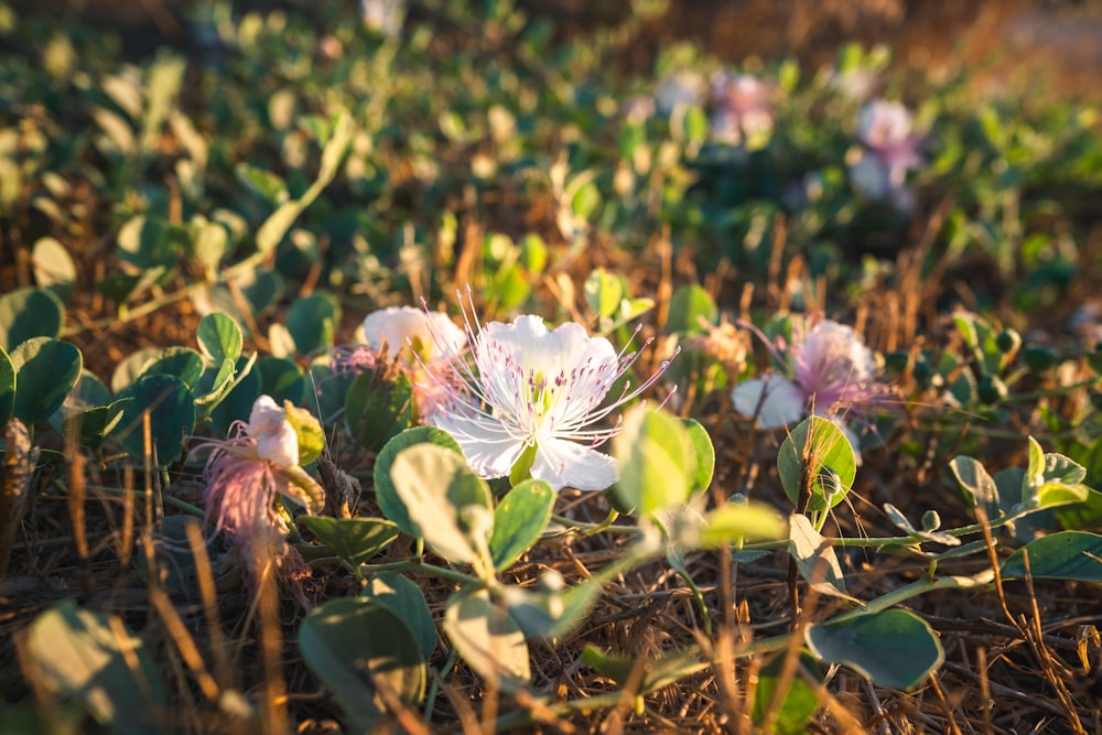 white and purple flowers in tilt shift lens