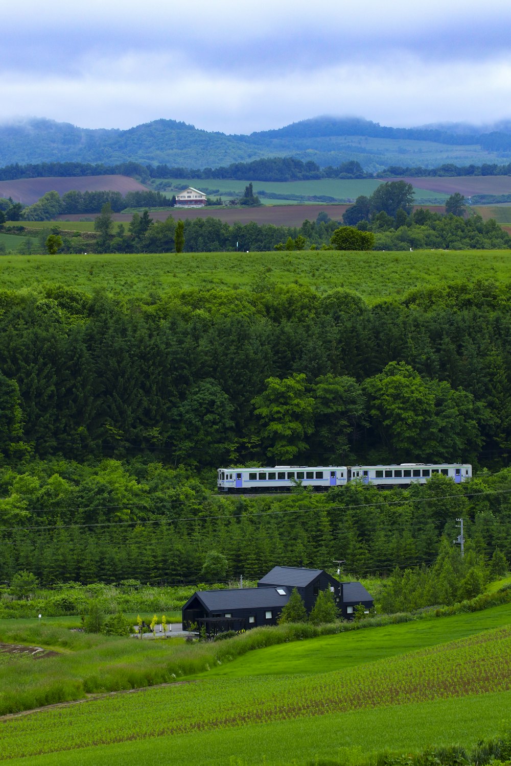 Champ d’herbe verte pendant la journée