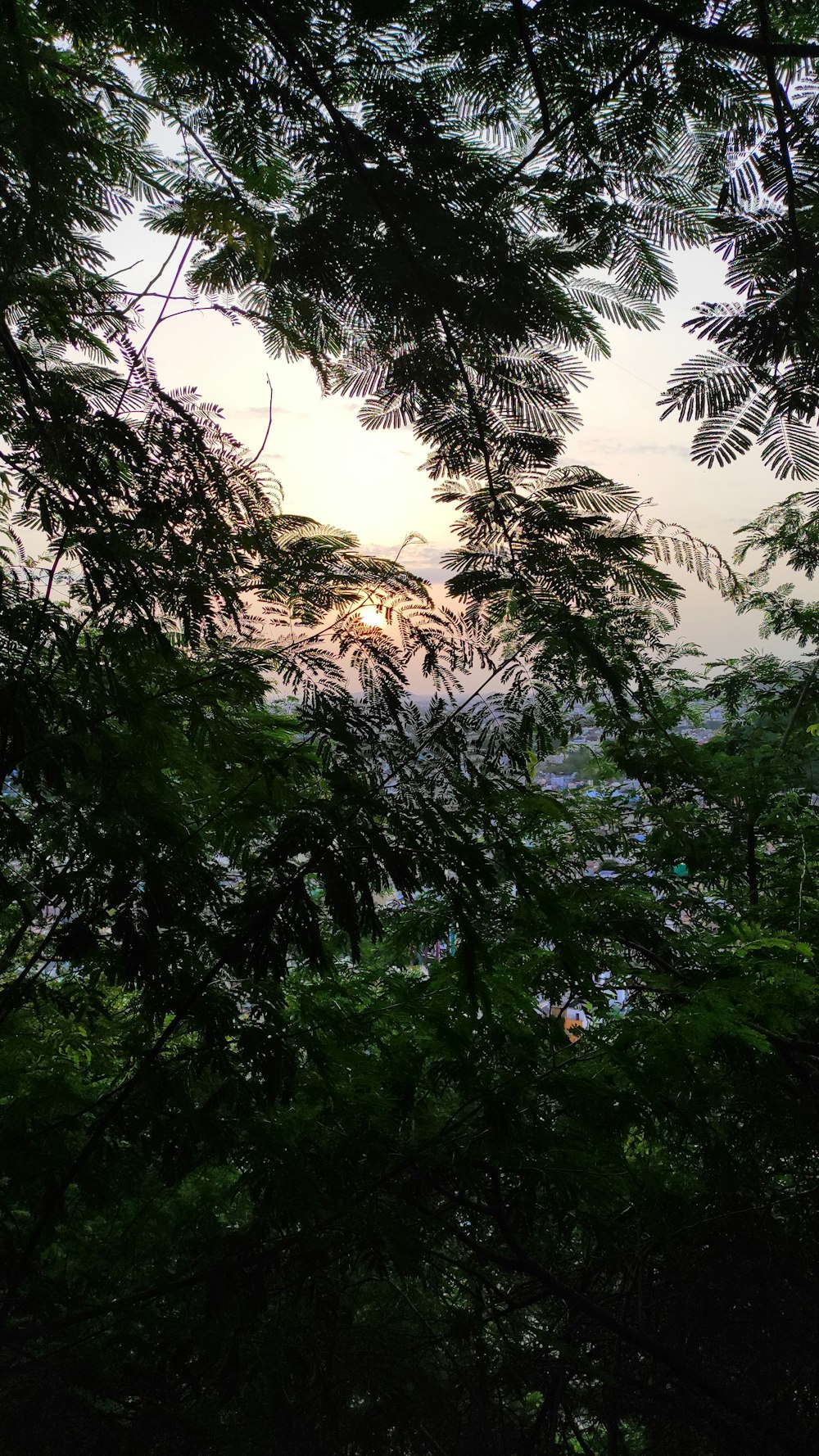 green trees under white sky during daytime