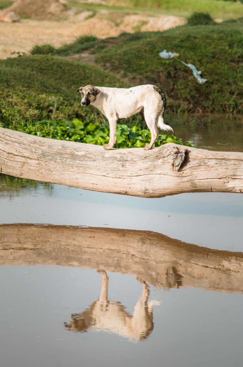 white and brown short coated dog on brown wooden log on lake during daytime