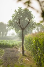 green grass and brown tree during daytime