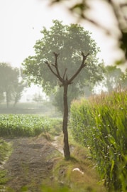 green grass and brown tree during daytime