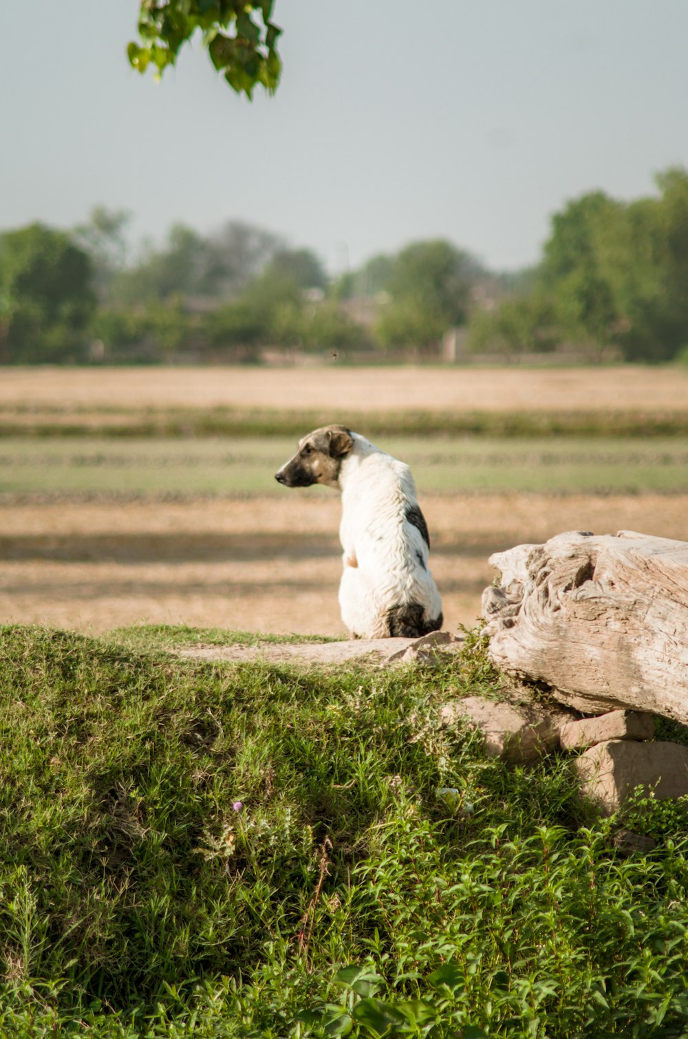 white and black cow on brown rock during daytime