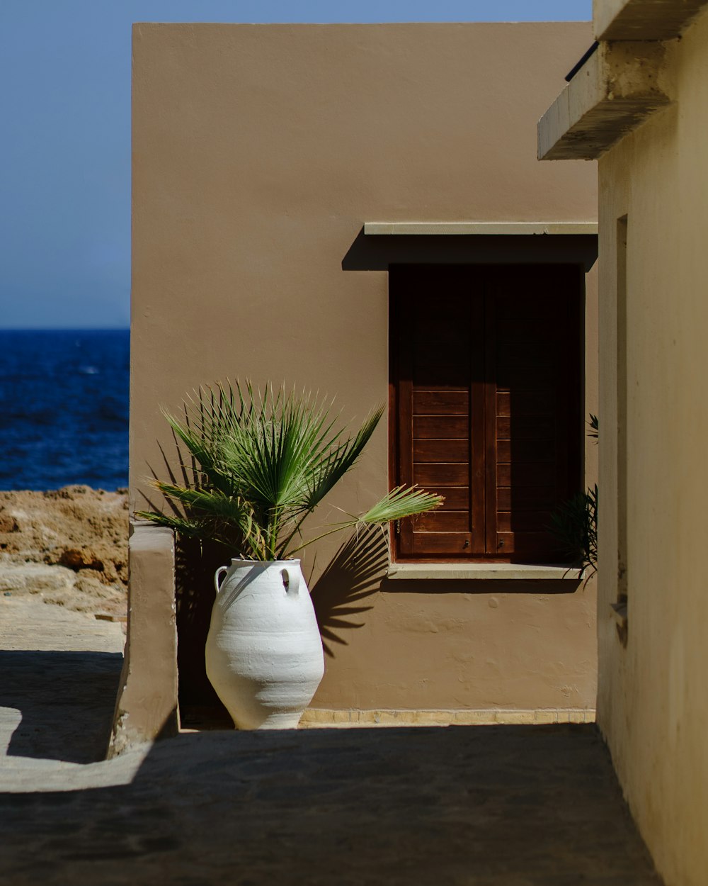 green palm plant near brown wooden door