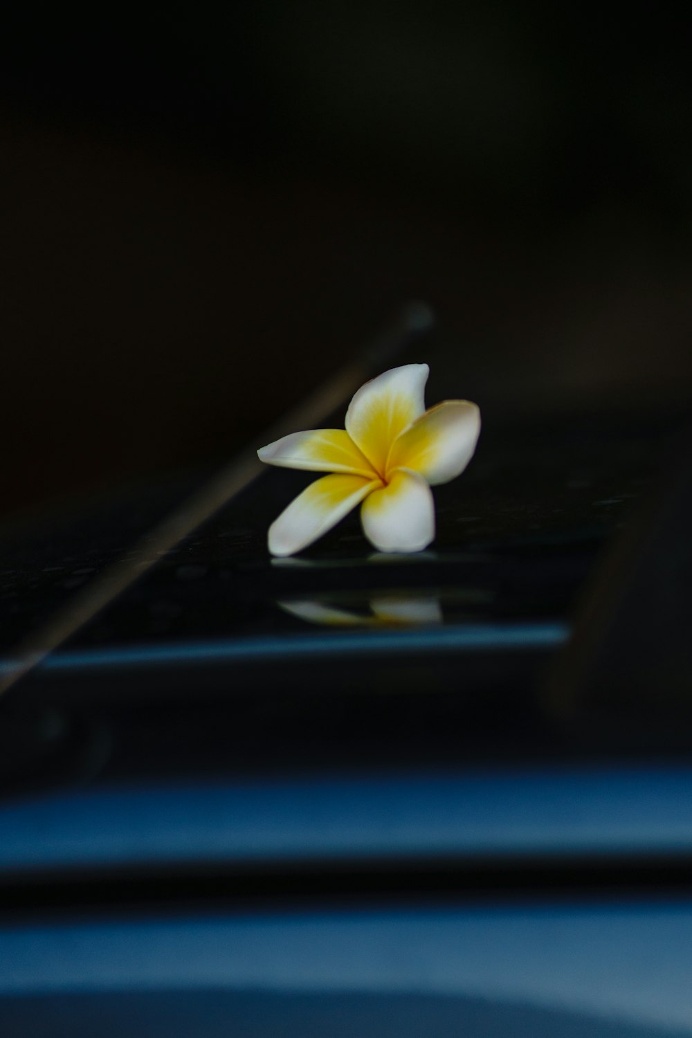 white and yellow flower on blue surface