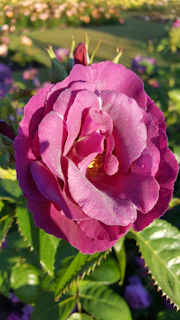 Purplerose customer support specialists working diligently to resolve client issues efficiently.