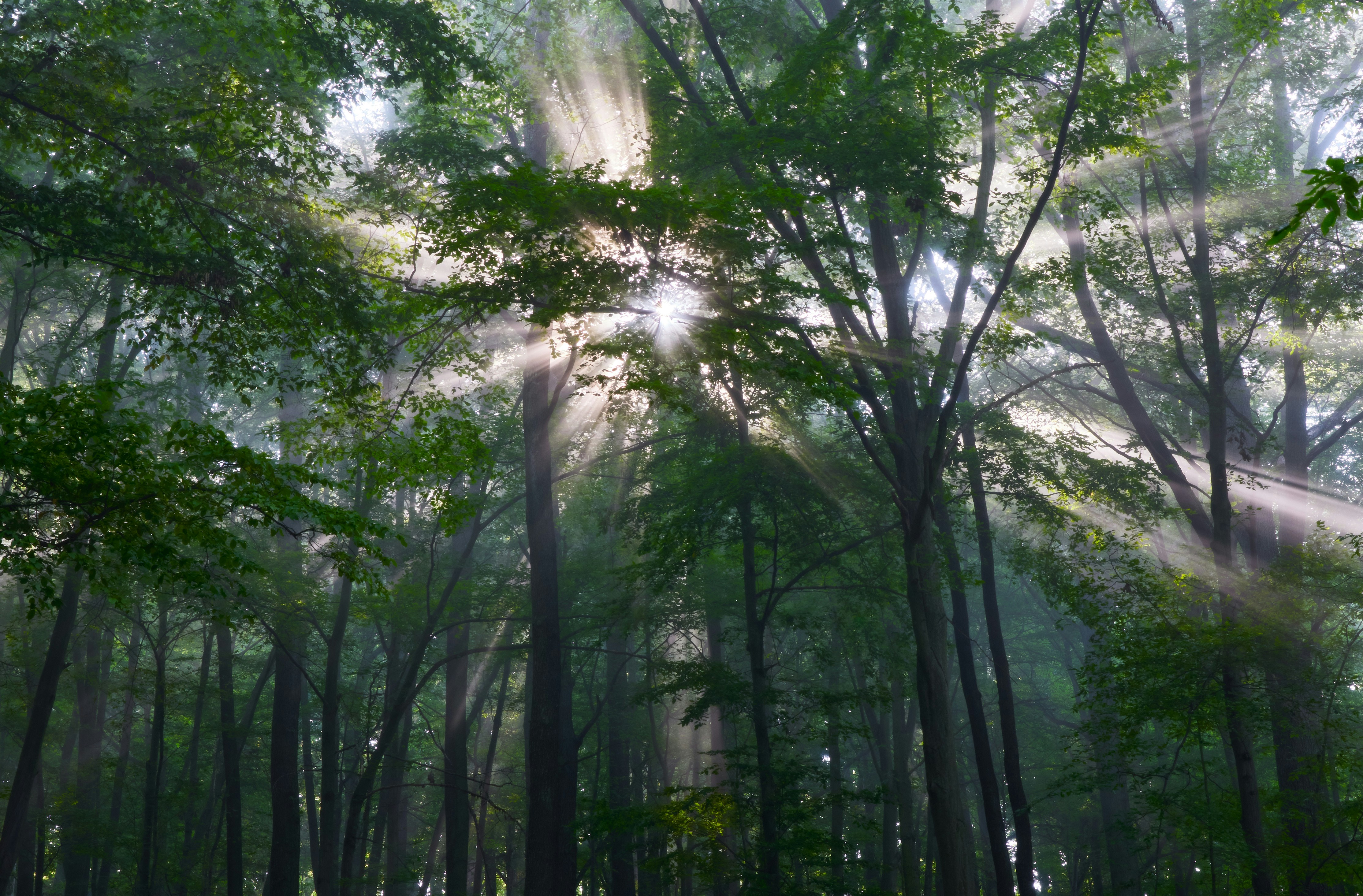 light shafts coming through the trees