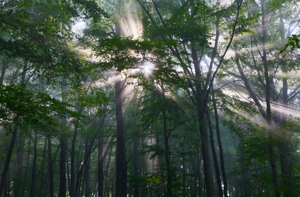 green trees under white sky during daytime