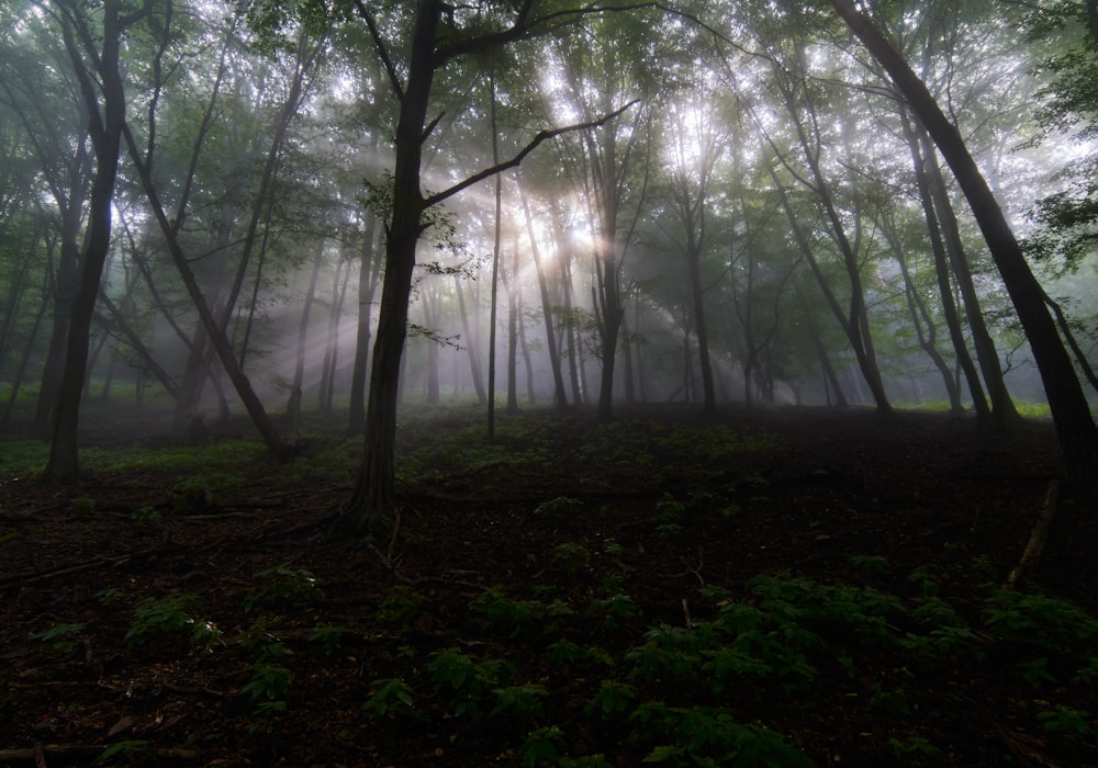 green trees on forest during daytime