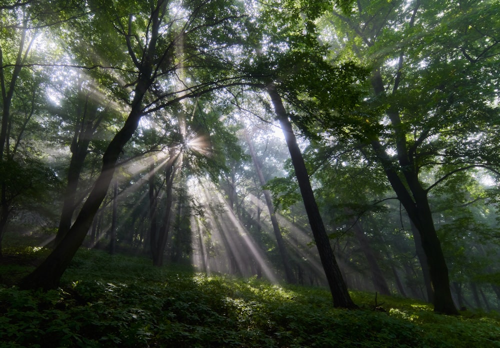 sun rays coming through green trees