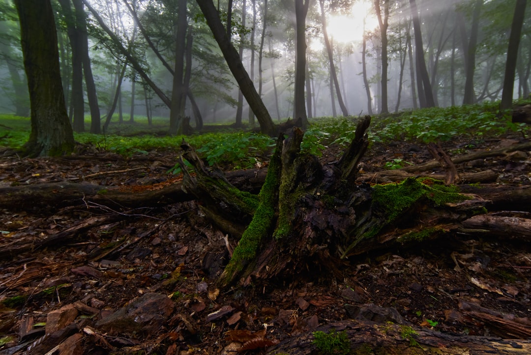 green moss on brown tree trunk