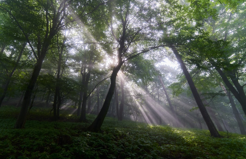 sun rays coming through green trees