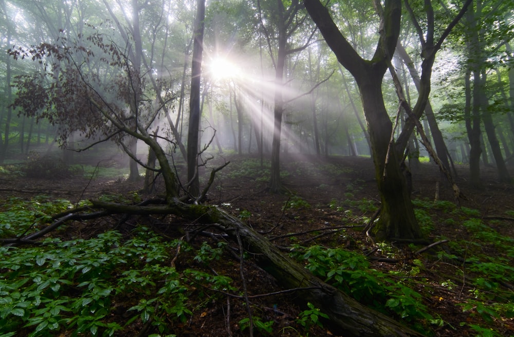 green trees on forest during daytime