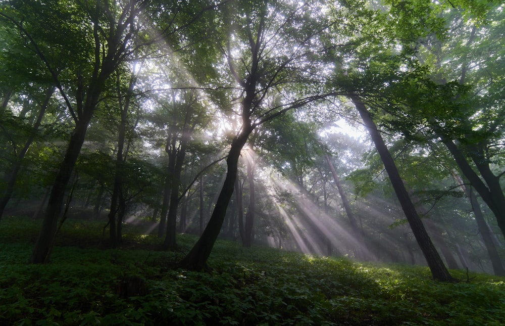 sun rays coming through green trees