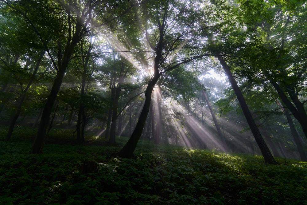 sun rays coming through green trees