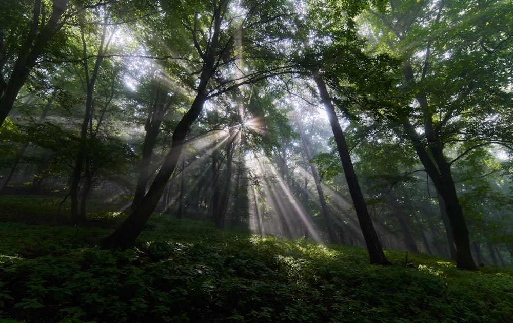 sun rays coming through green trees