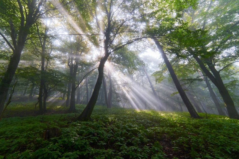 sun rays coming through green trees