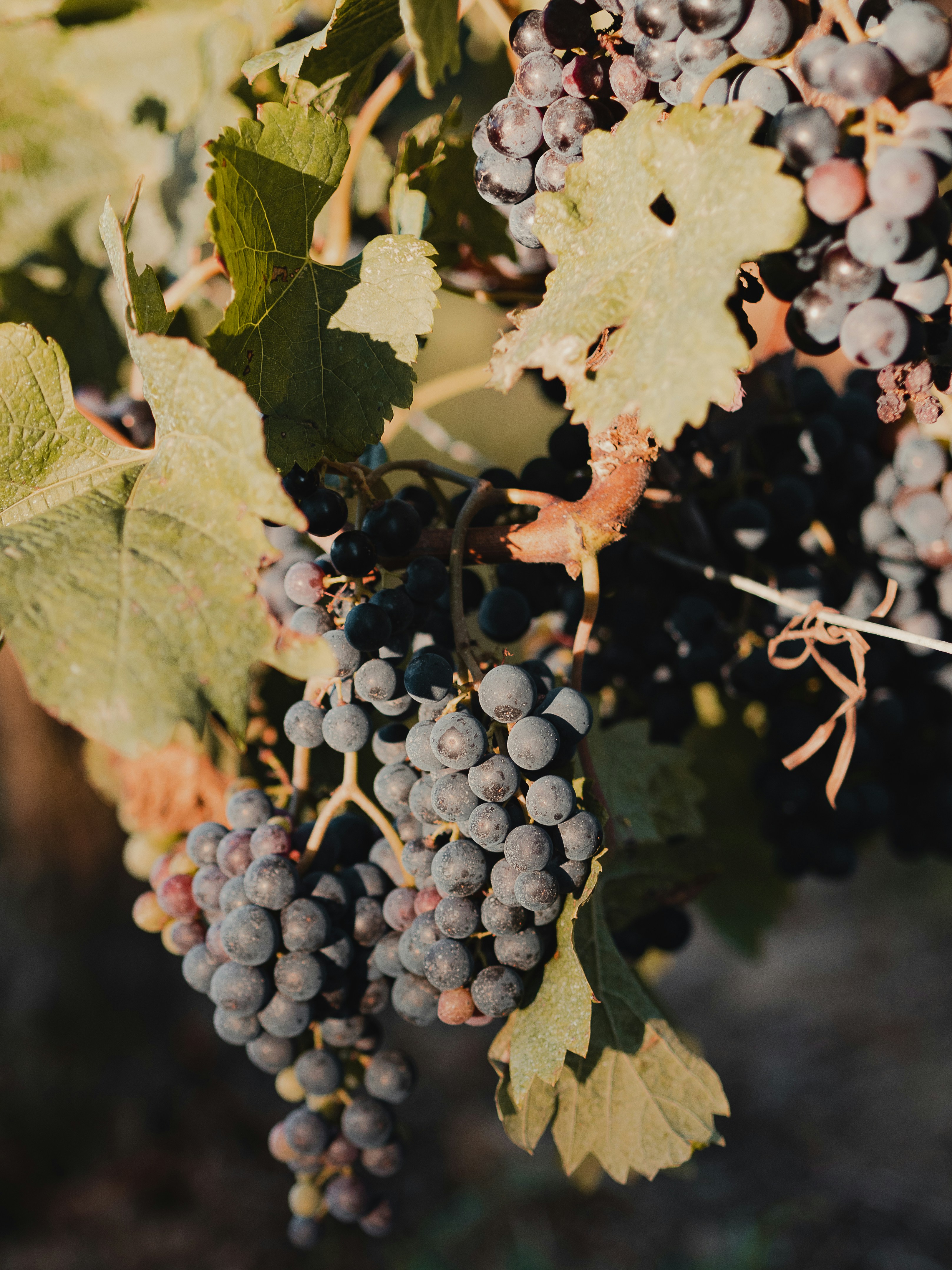 Photo by elliotparis