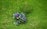 A person in a dark jacket and hat operates a green lawn mower on a lush, green grass field. The mower is maneuvering around a small bush, creating visible patterns on the lawn.