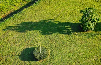 green grass field during daytime