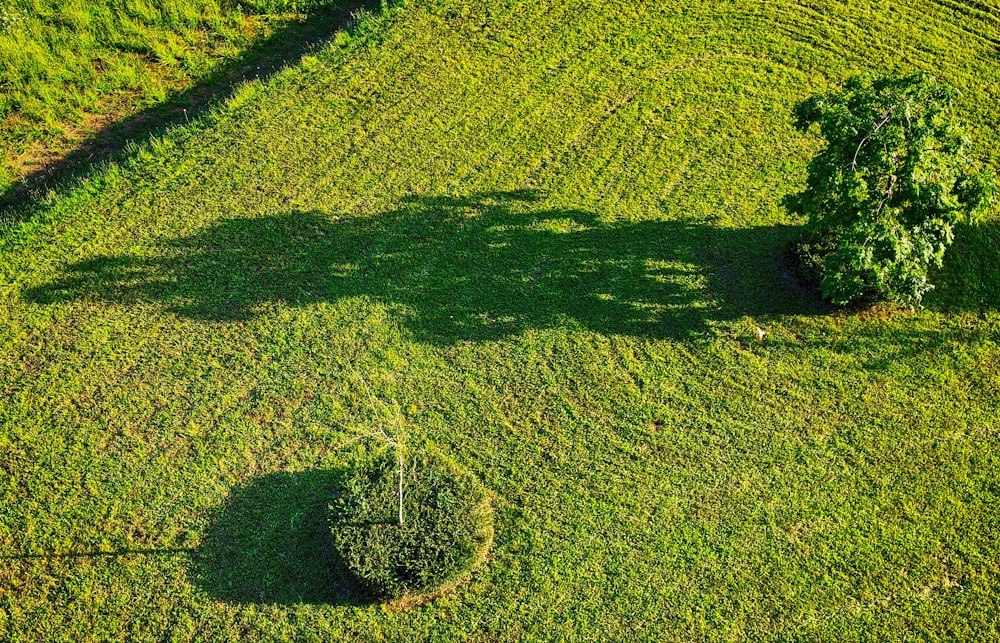 green grass field during daytime