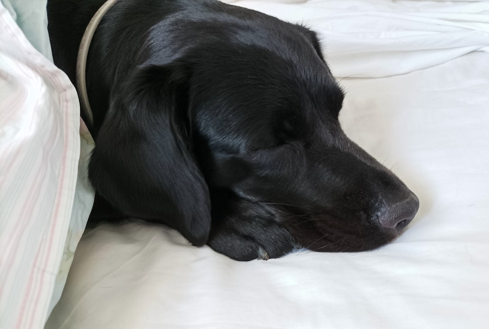 black short coated dog lying on white textile