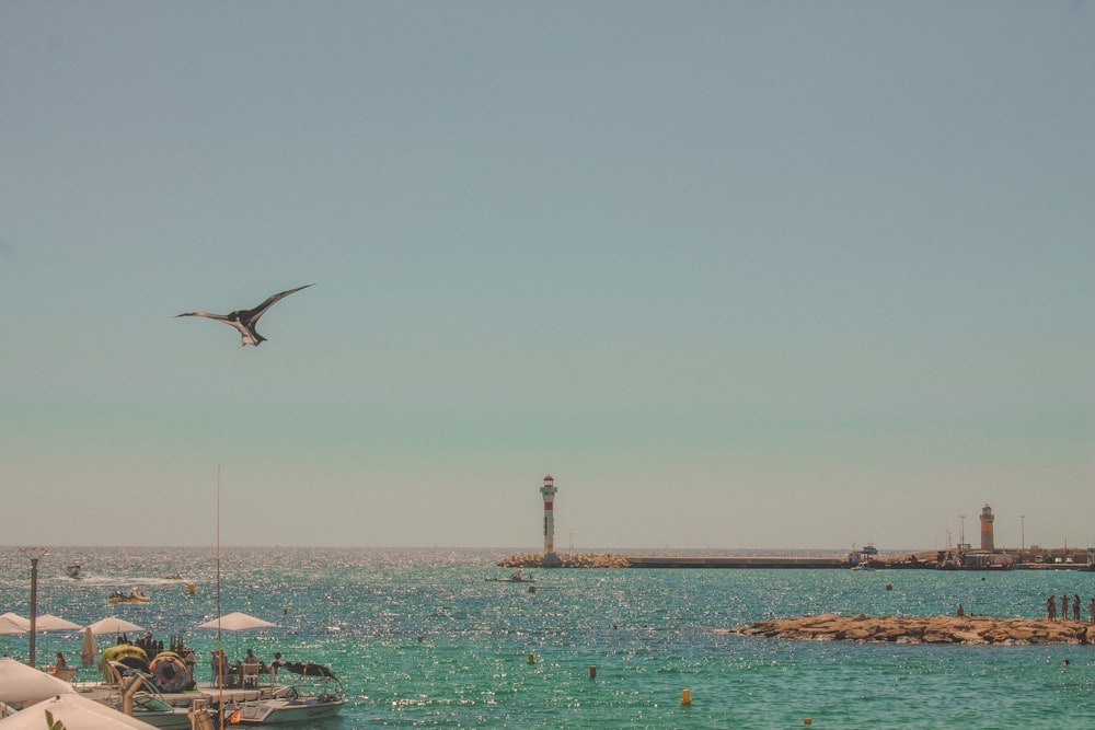 white and brown bird flying over the sea during daytime