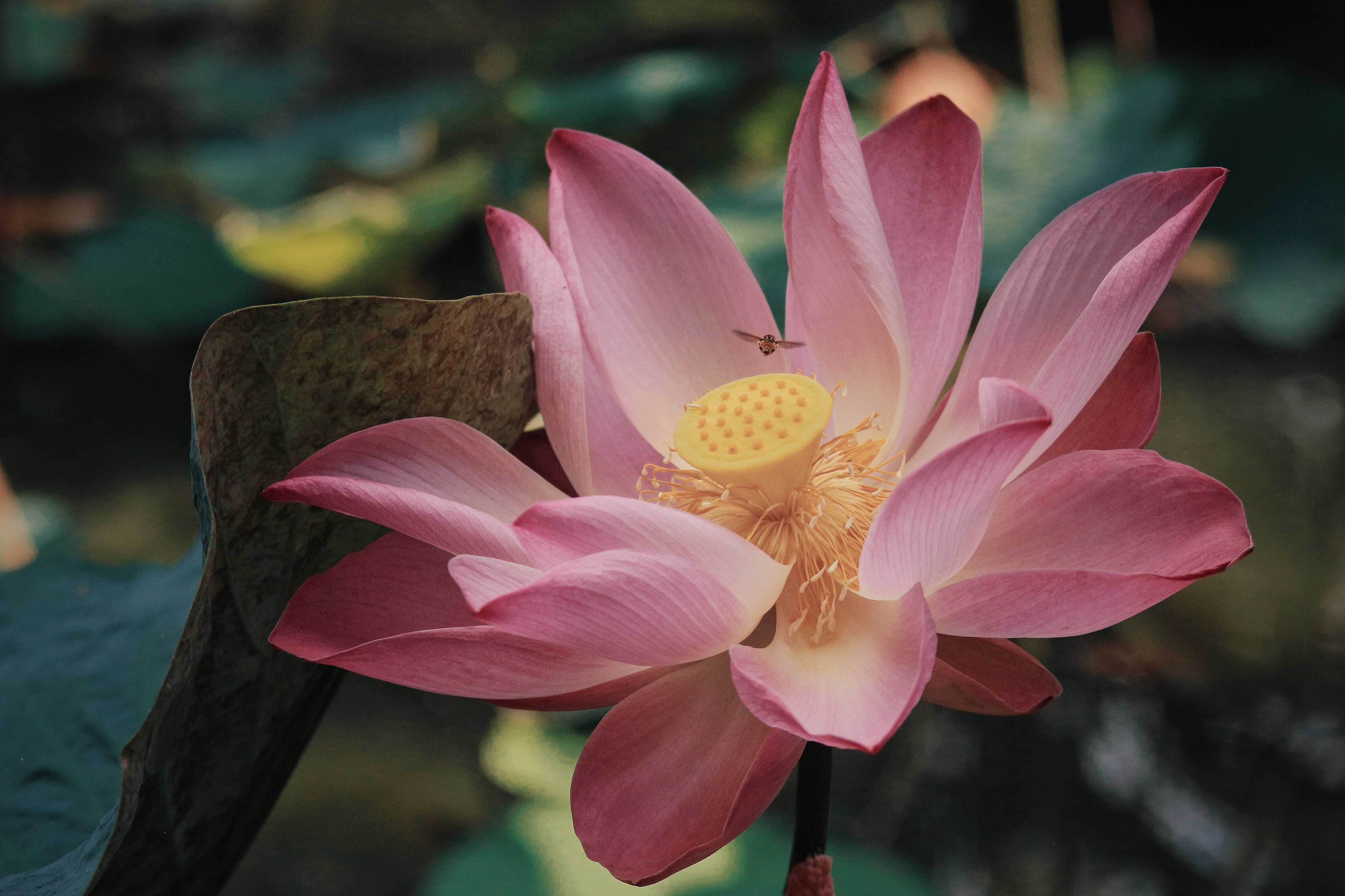 Photo by huynhvunguyenchuong