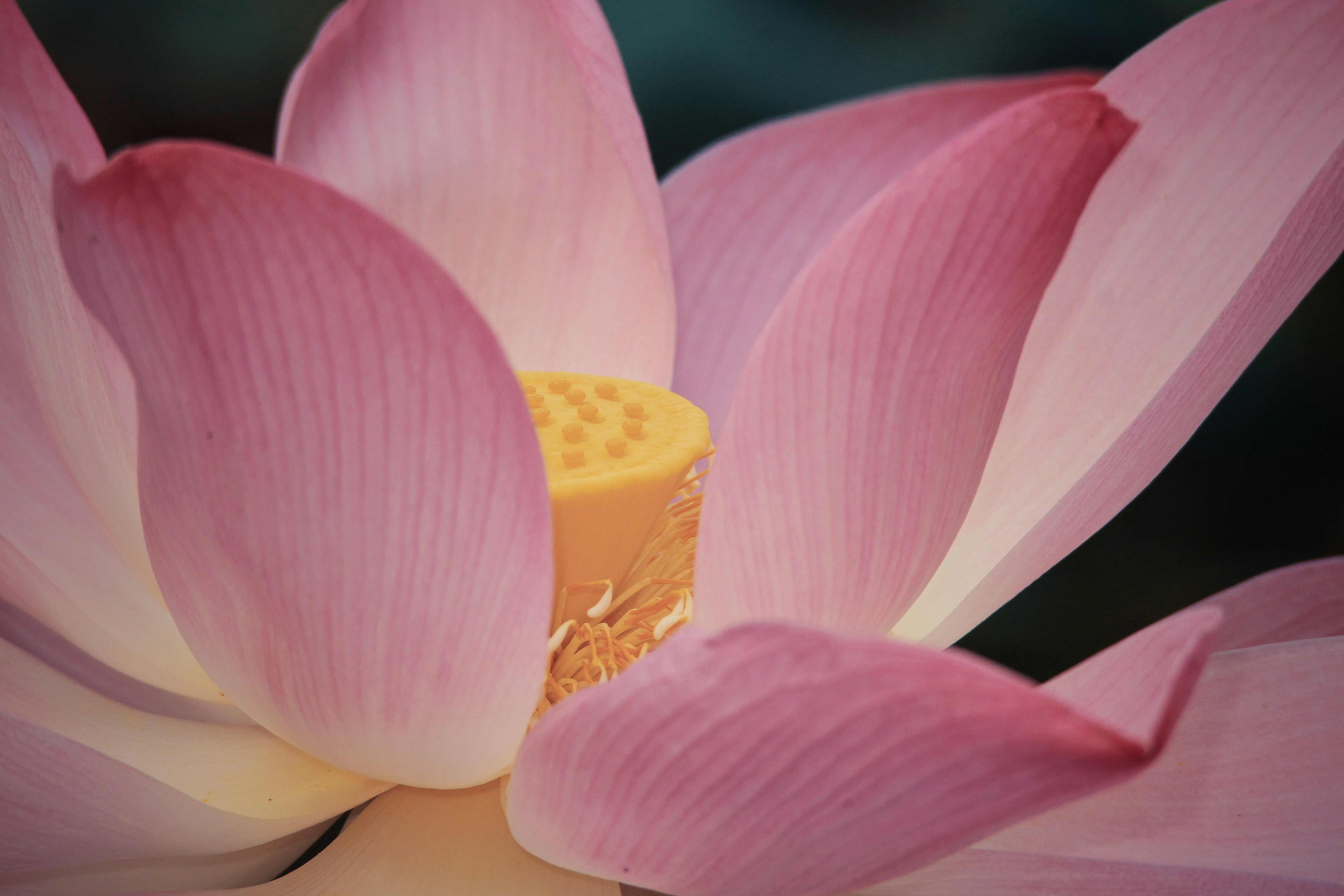 Photo by huynhvunguyenchuong